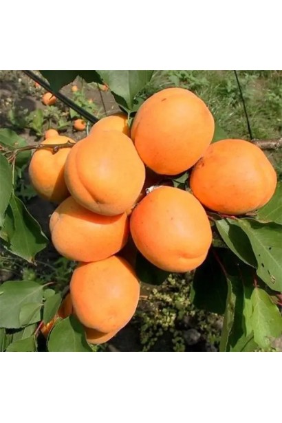 Абрикос Харгранд пізній | Абрикос Харгранд поздний | Prunus armeniaca Hargrand